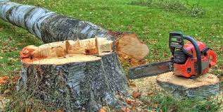 Professional Tree Services in Winchester, IL