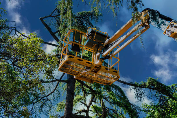 Best Tree Trimming and Pruning  in Winchester, IL