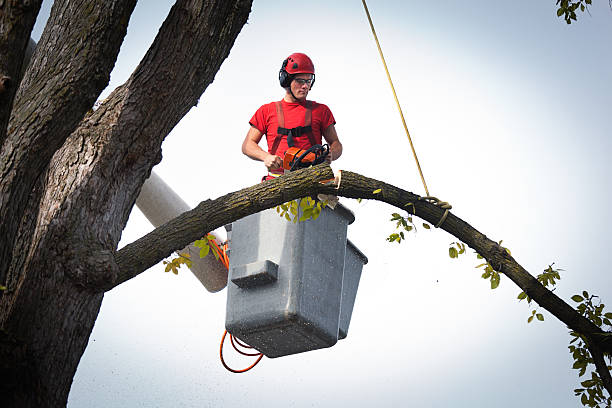 Best Emergency Tree Removal  in Winchester, IL